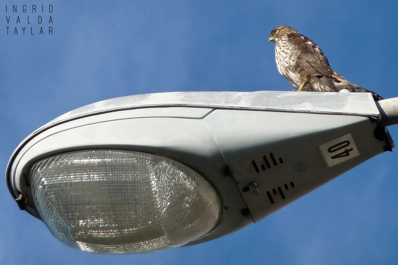 Cooper's Hawk on Street Light