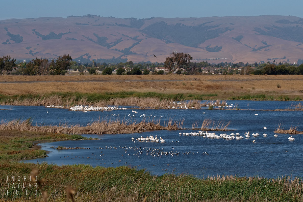 Coyote Hills White Pelicans