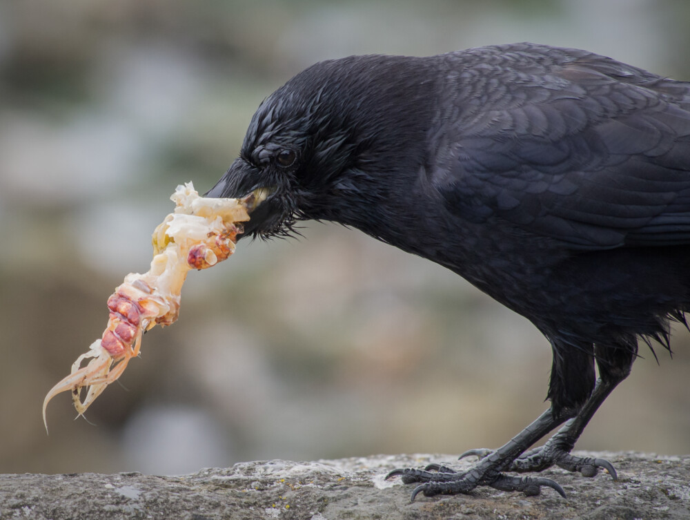 Crow Foraging for Scraps at Golden Gardens