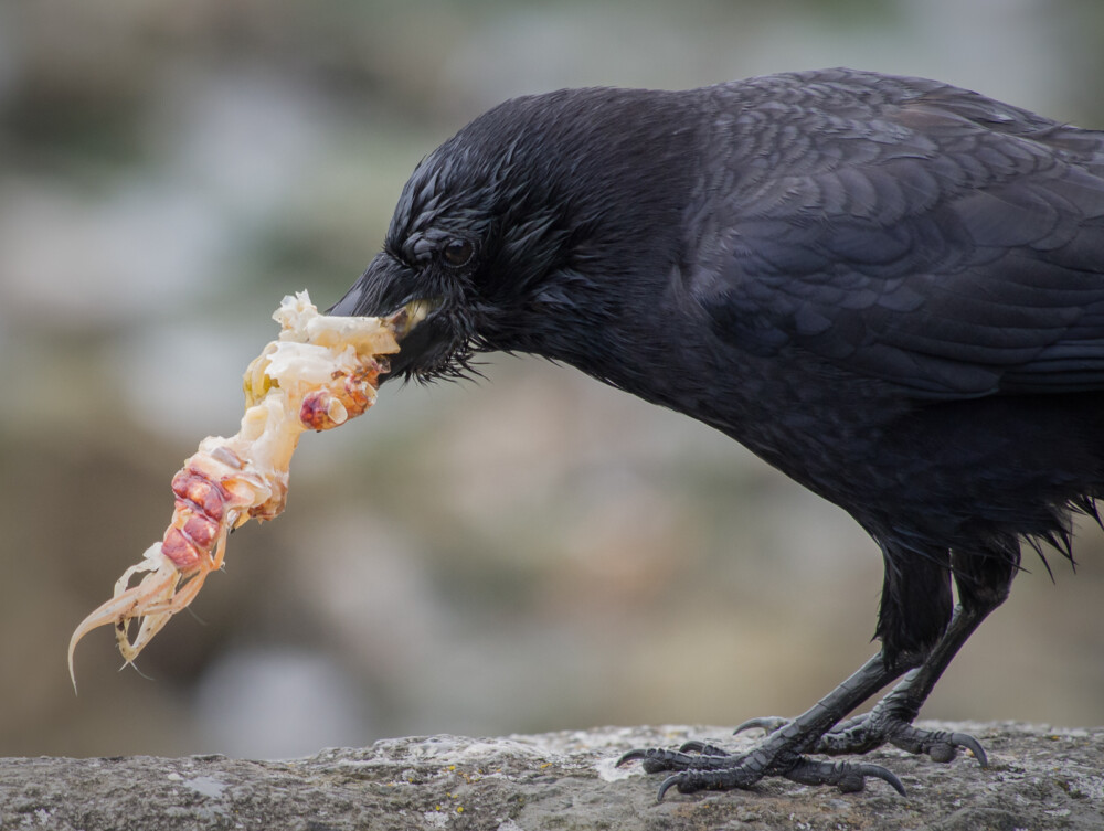 Crow Foraging for Scraps at Golden Gardens Crow Foraging for Scraps at Golden Gardens