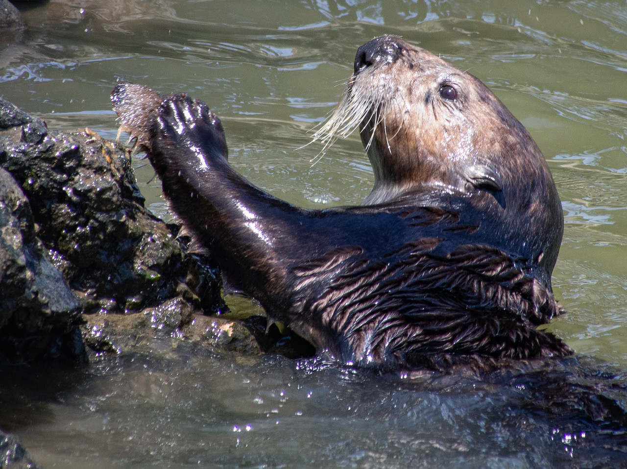 Sea otter breaking shell on rock