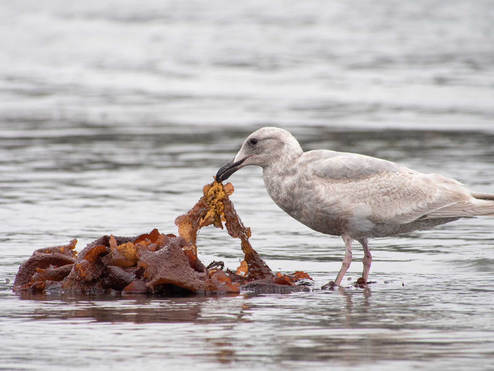 Glaucous-winged Gull with Seaweed