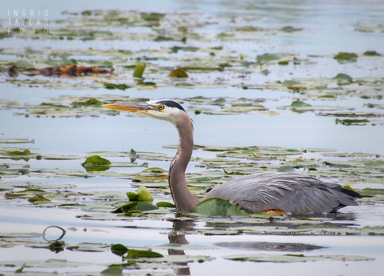 Great Blue Heron Swimming at Union Bay Natural Area