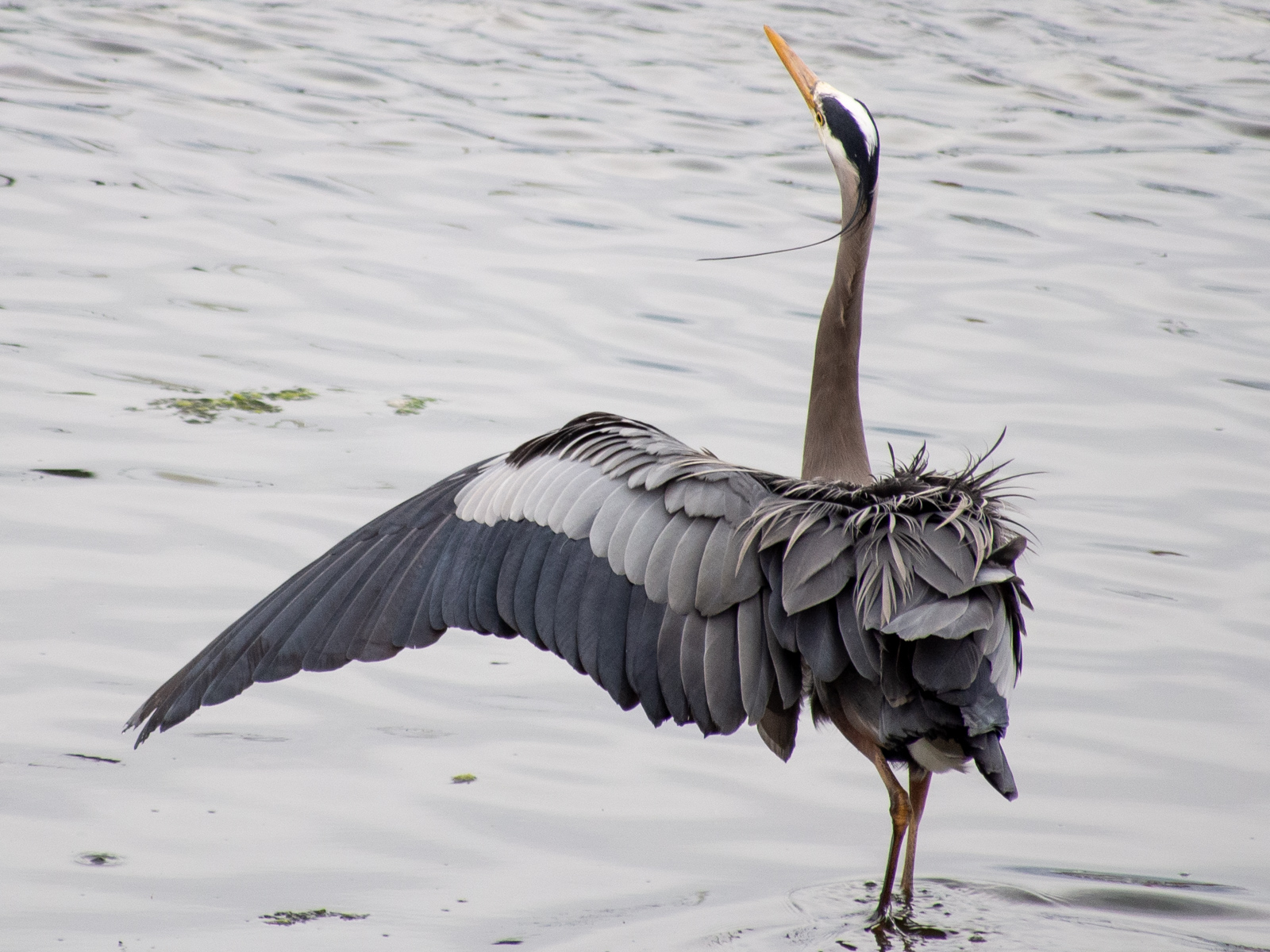 Great Blue Heron Wing Stretch