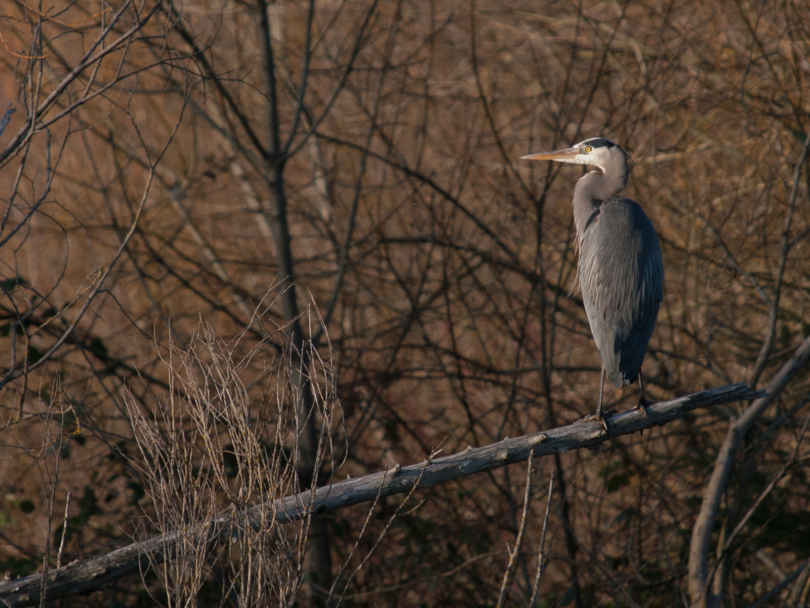 Great Blue Heron in Woods