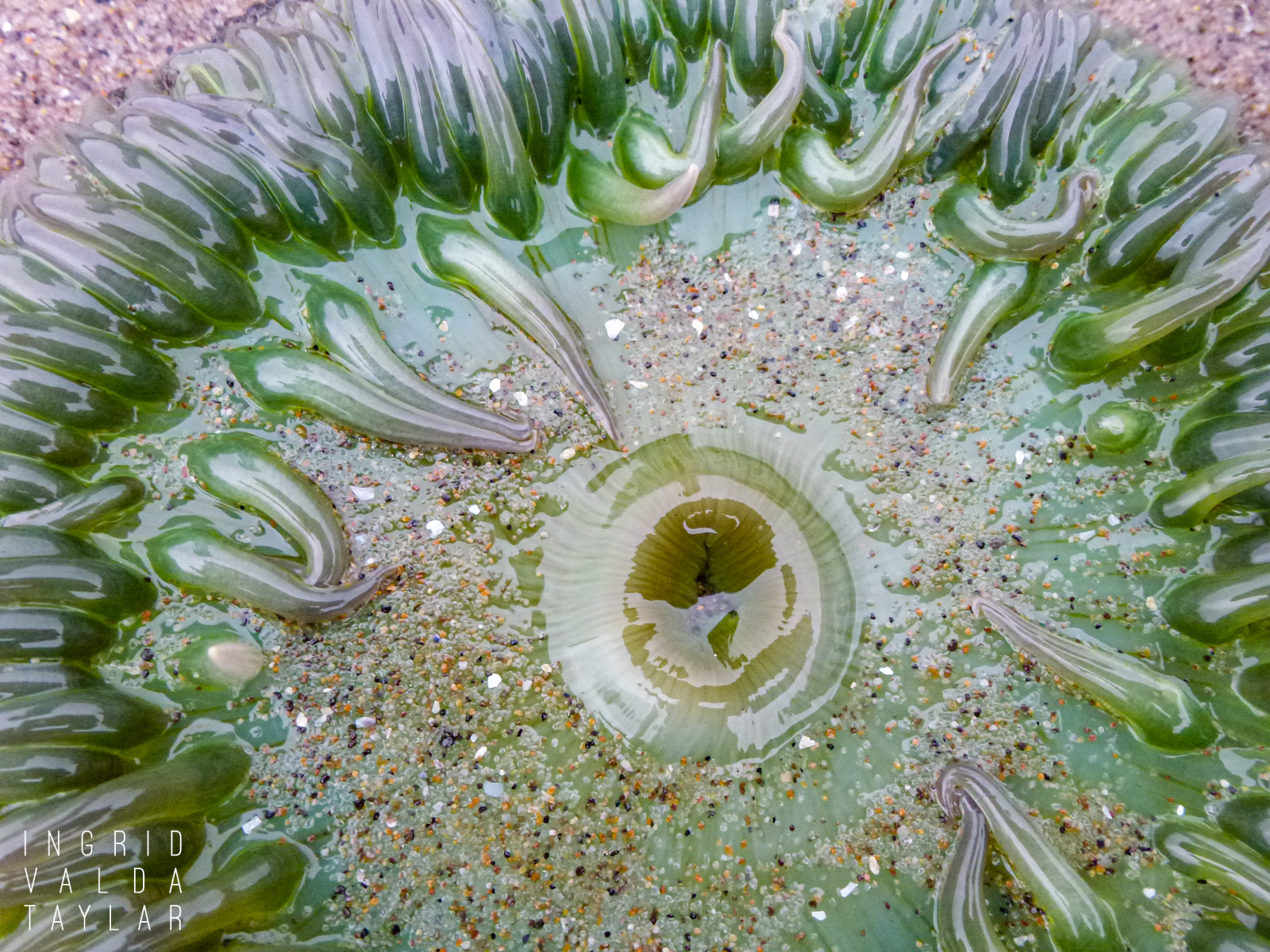 Green Anemone Closeup