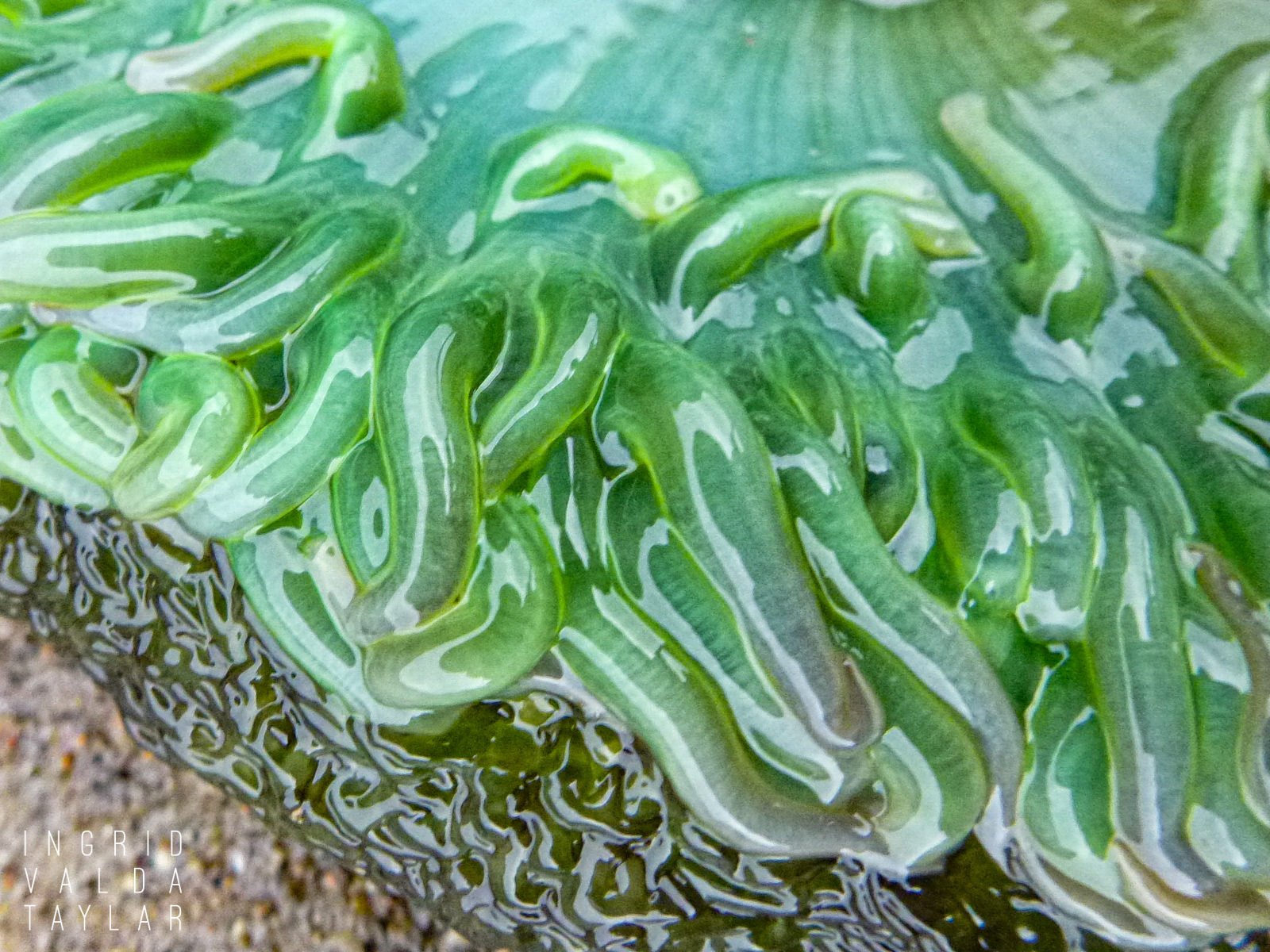 Green Anemone Detail