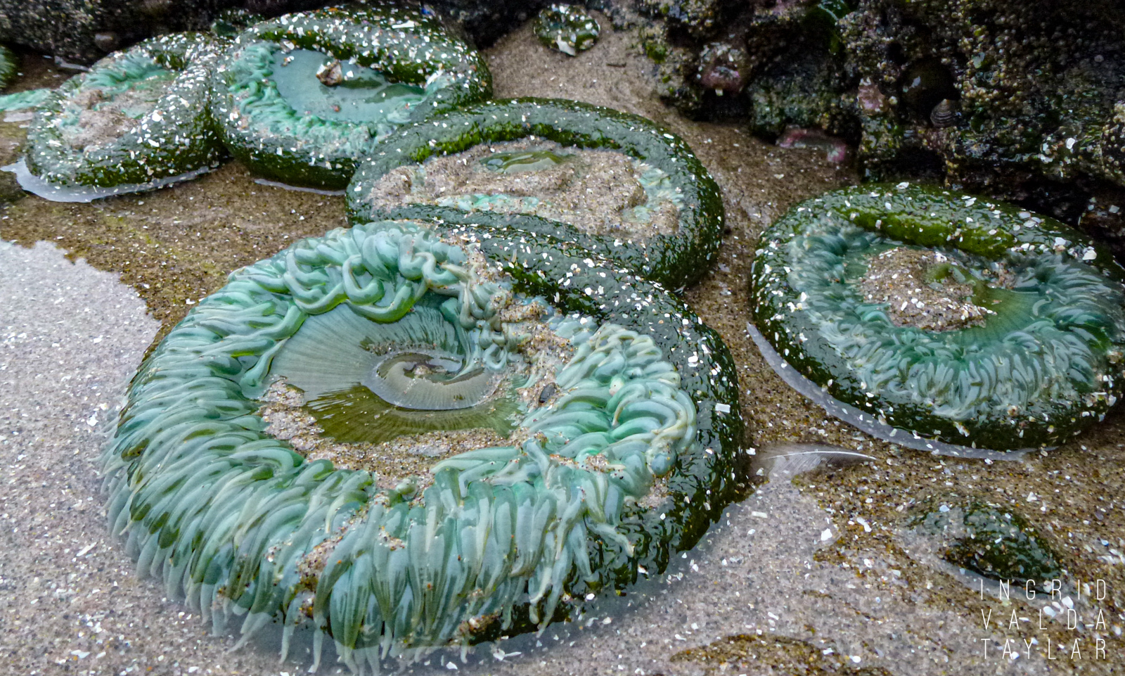 Green Anemones on Oregon Coast