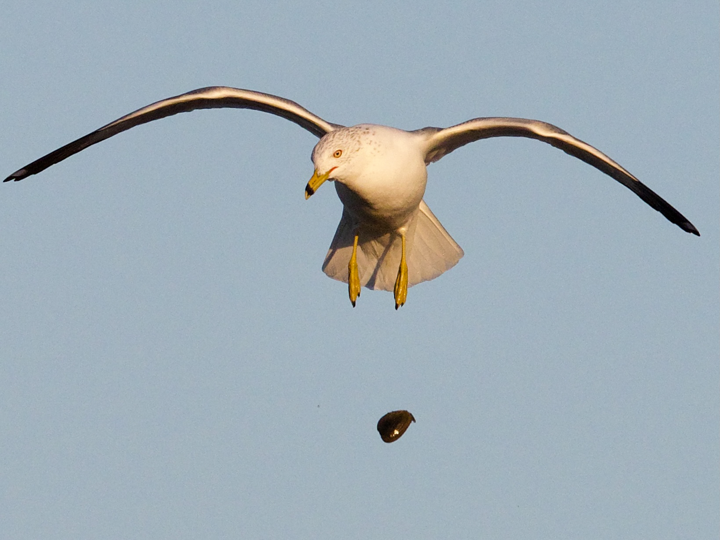 Gull Dropping Mussel
