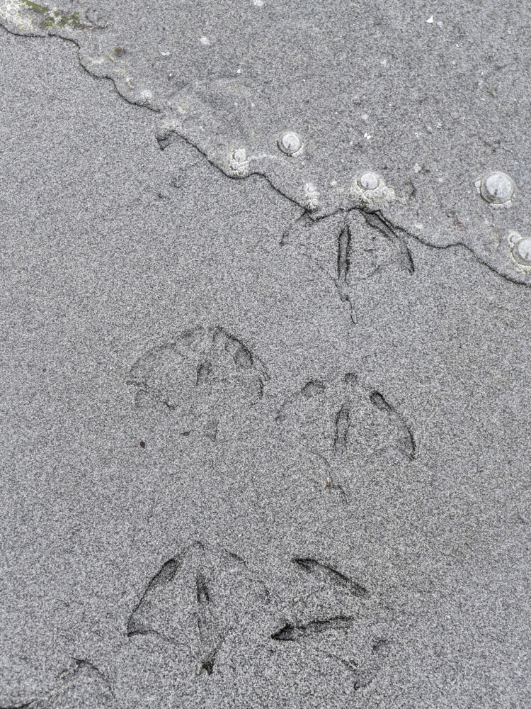 Gull Footprints at Golden Gardens Ballard