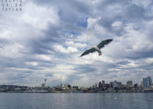Gull Over Seattle Skyline
