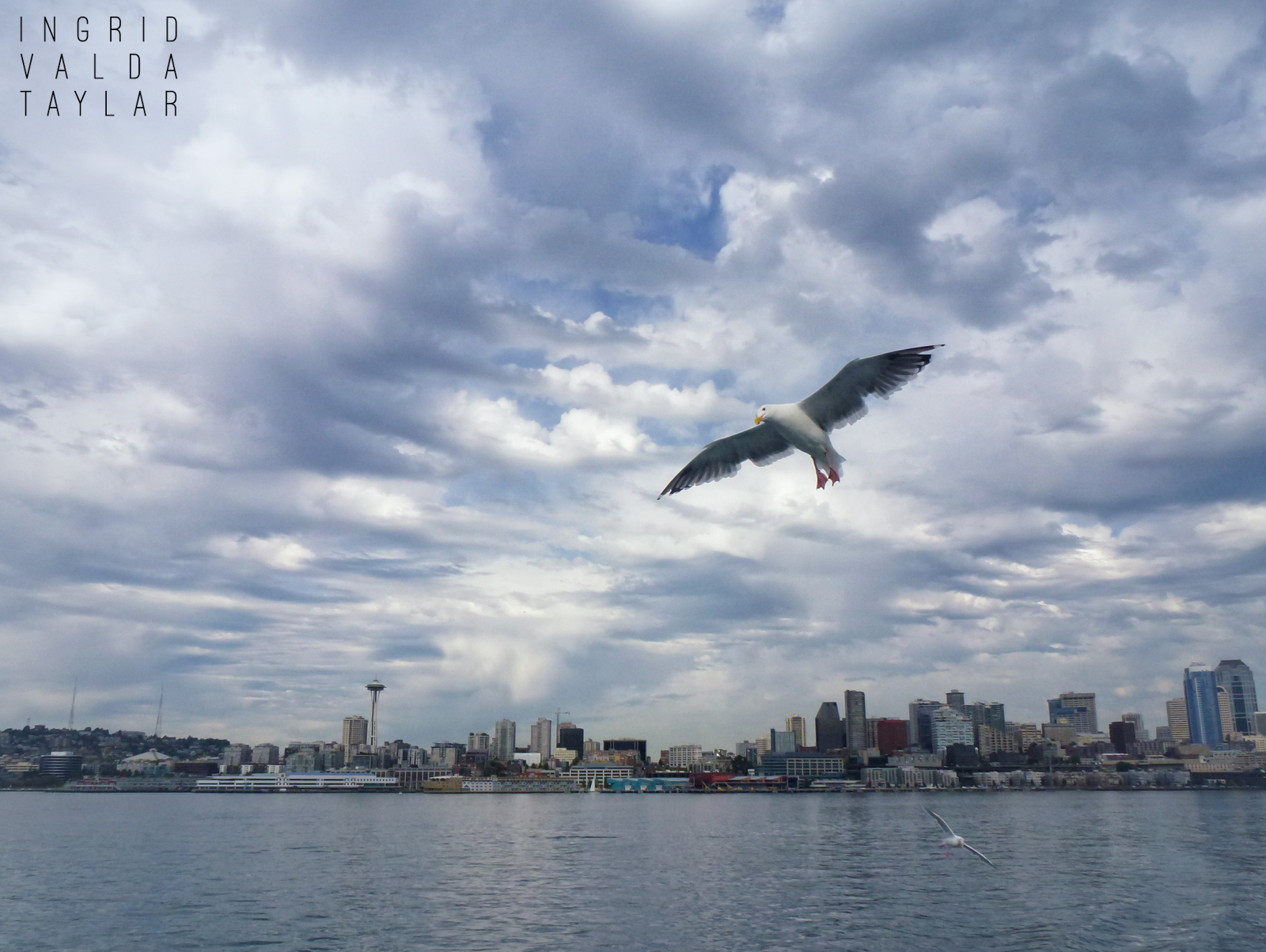 Gull Over Seattle Skyline