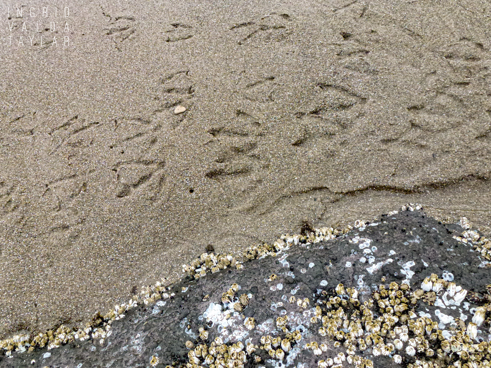 Gull Tracks in the Sand