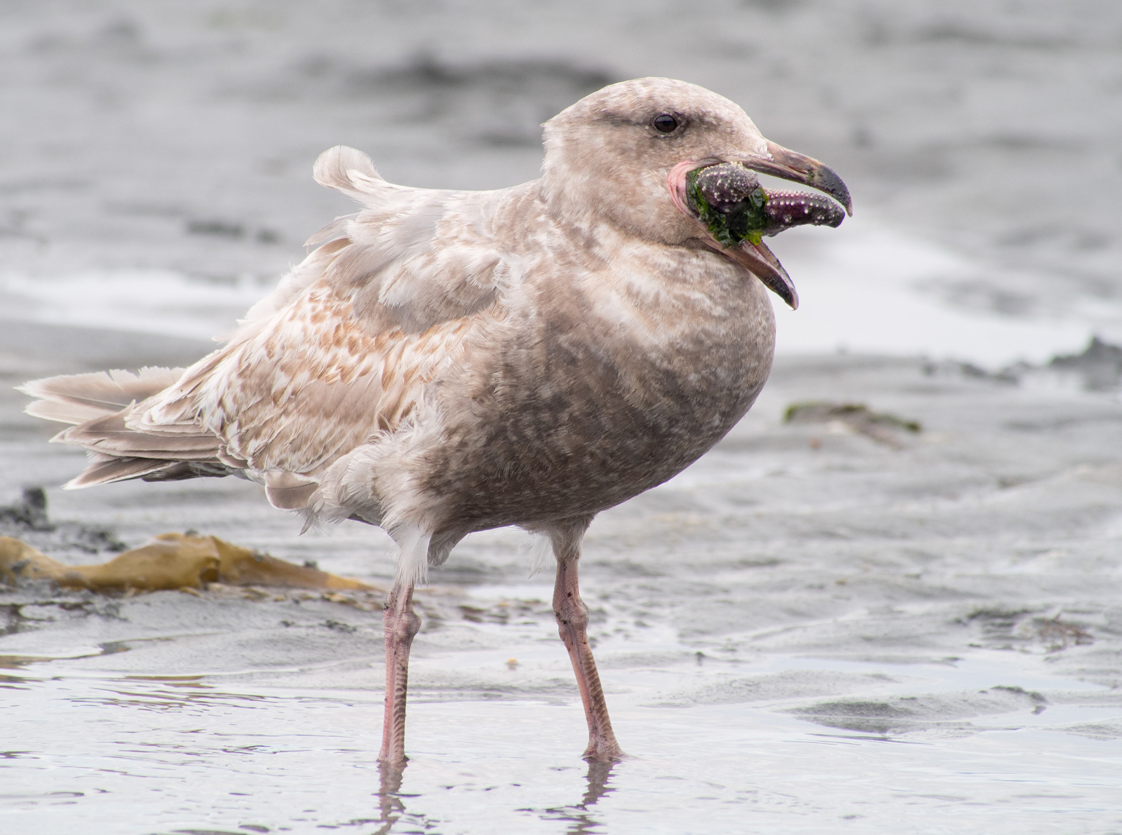 Gull Eating Sea Star on Puget Sound