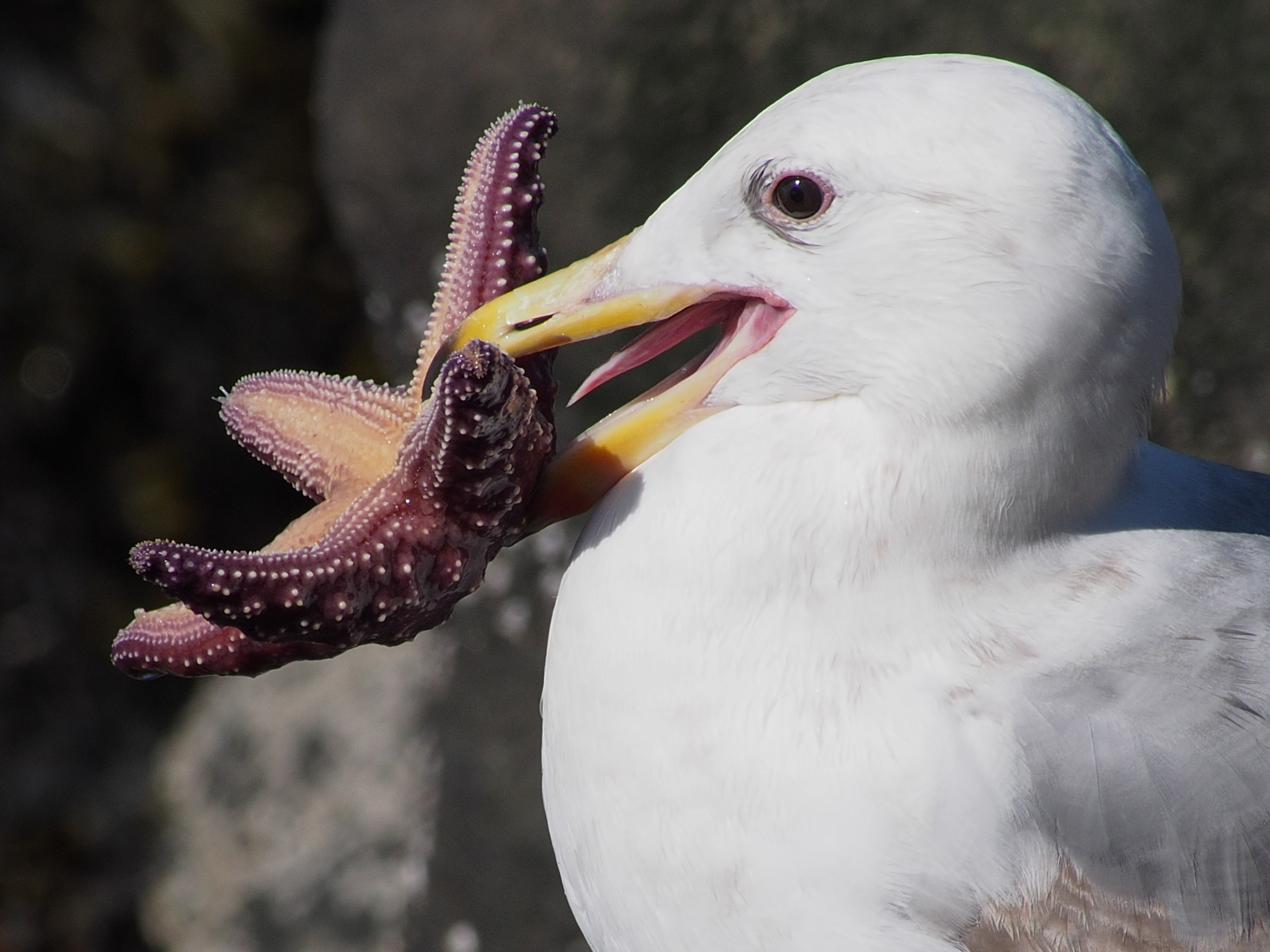 Gull Eating Sea Star on Seattle Waterfront