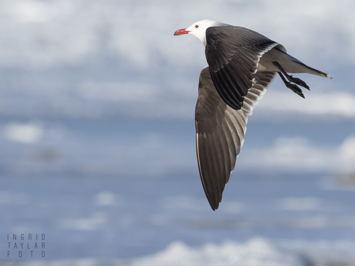 Heermann's Gull in Flight