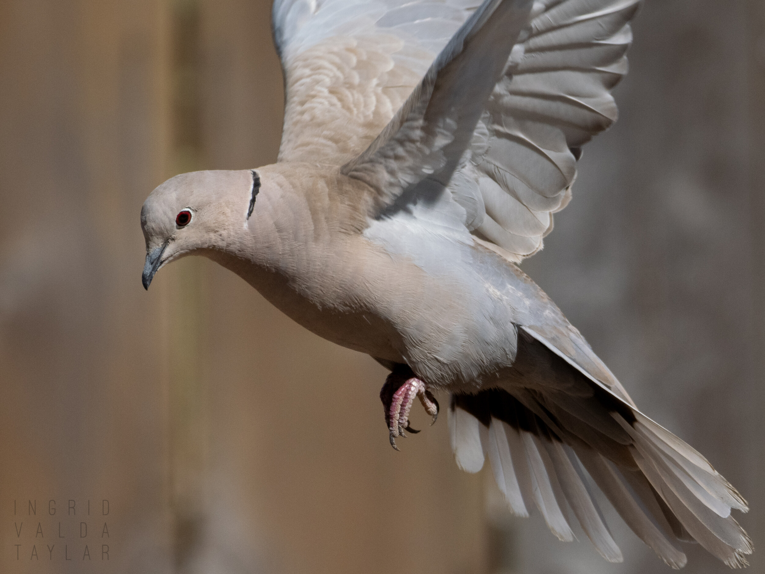 Eurasian Collared Dove in Flight