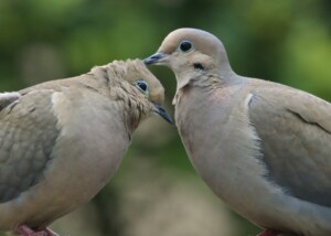 Mourning Dove Pair Preening Each Other