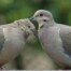 Mourning Dove Pair Preening Each Other