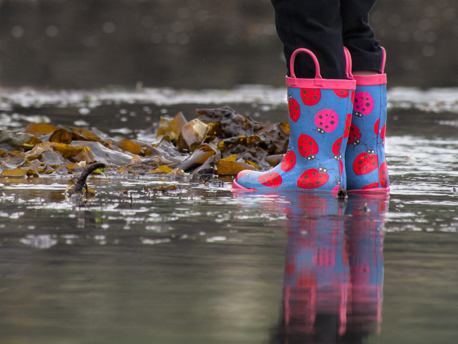 Ladybug Boots at Low Tide in Seattle