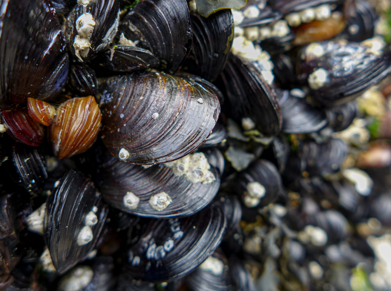 Mussels at Golden Gardens Seattle Mussels at Golden Gardens Seattle