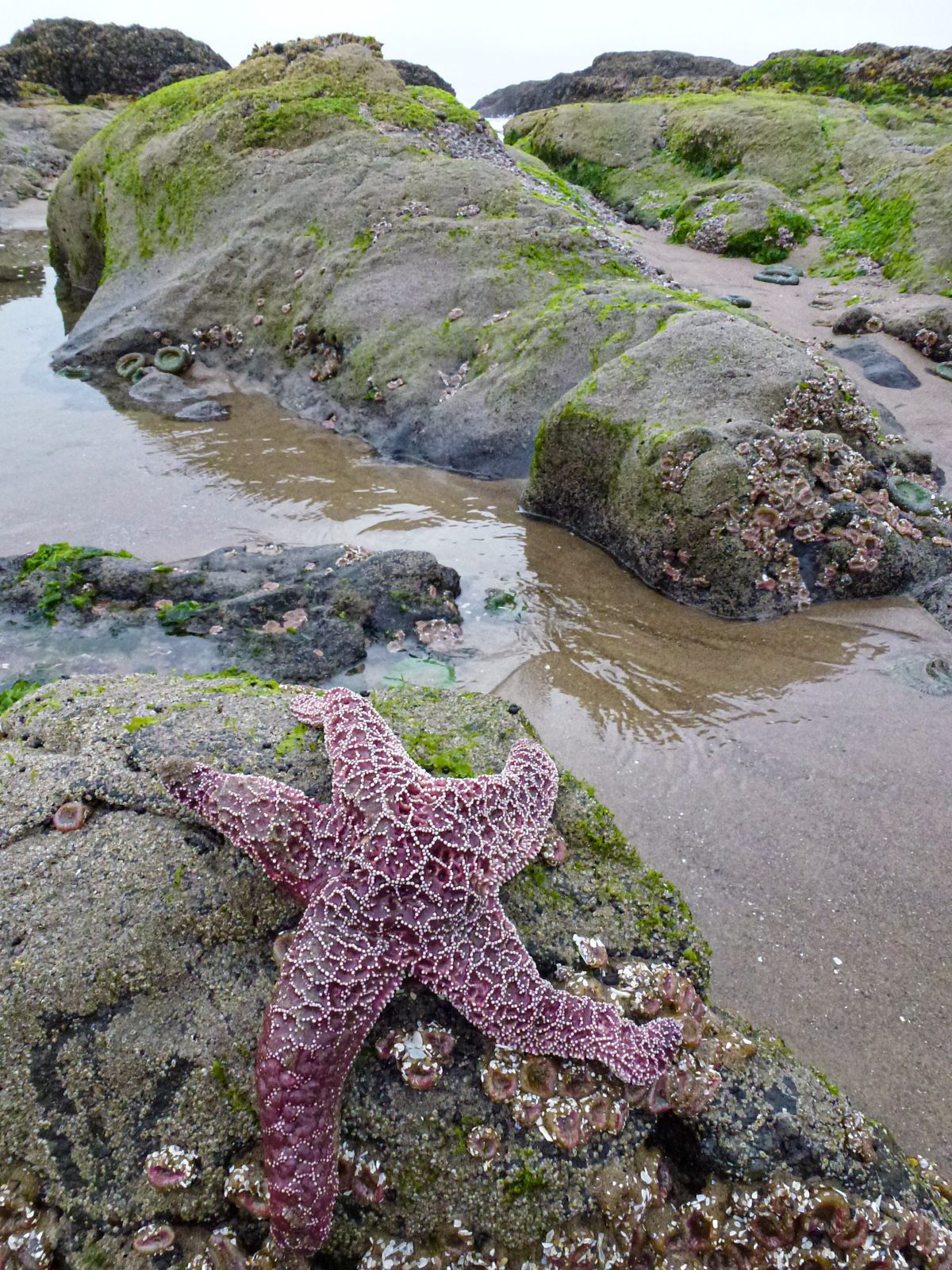 Ochre Sea Star at Low Tide in Oregon Ochre Sea Star at Low Tide in Oregon