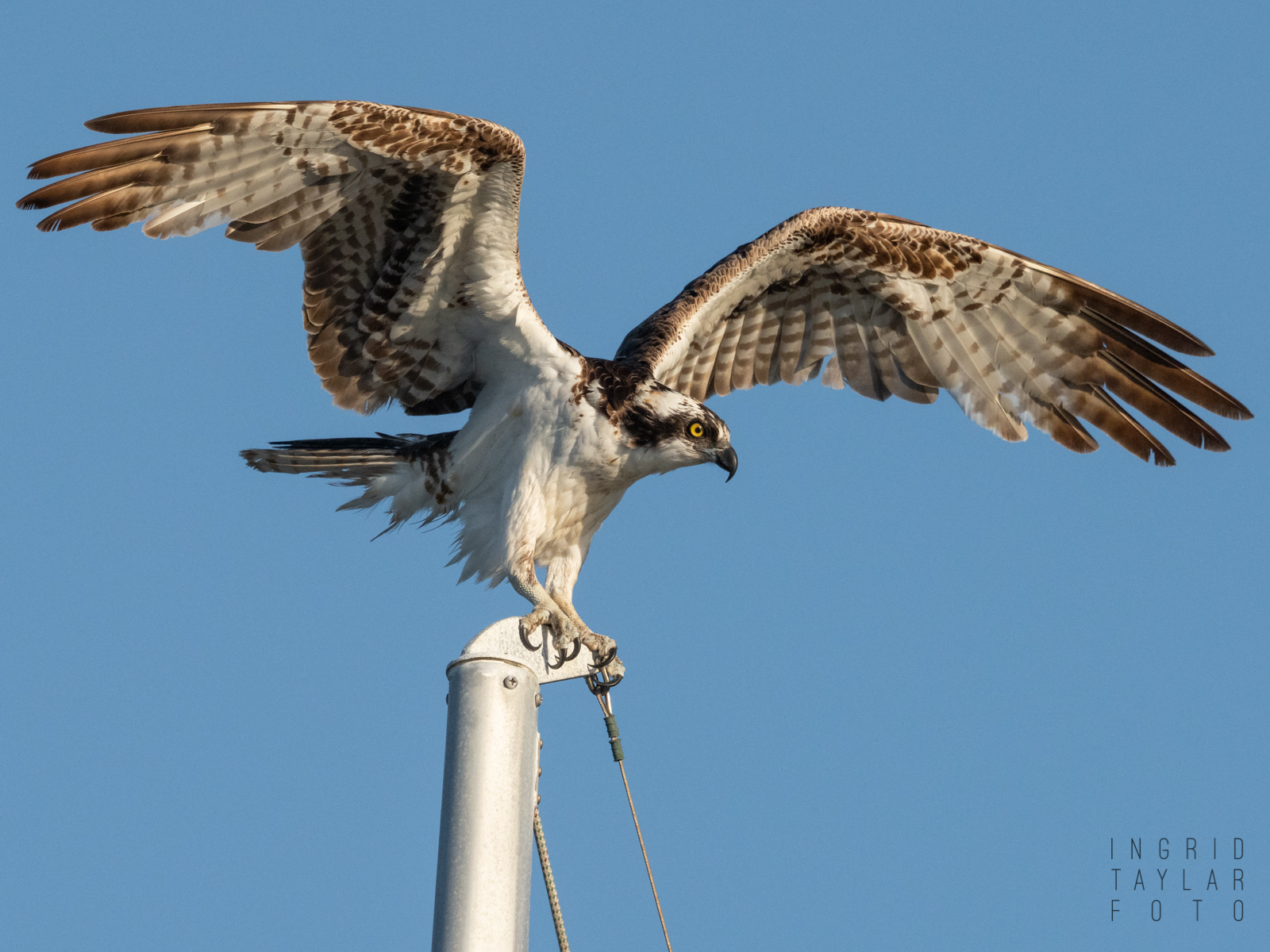 Osprey Balancing on Sailboat Mast
