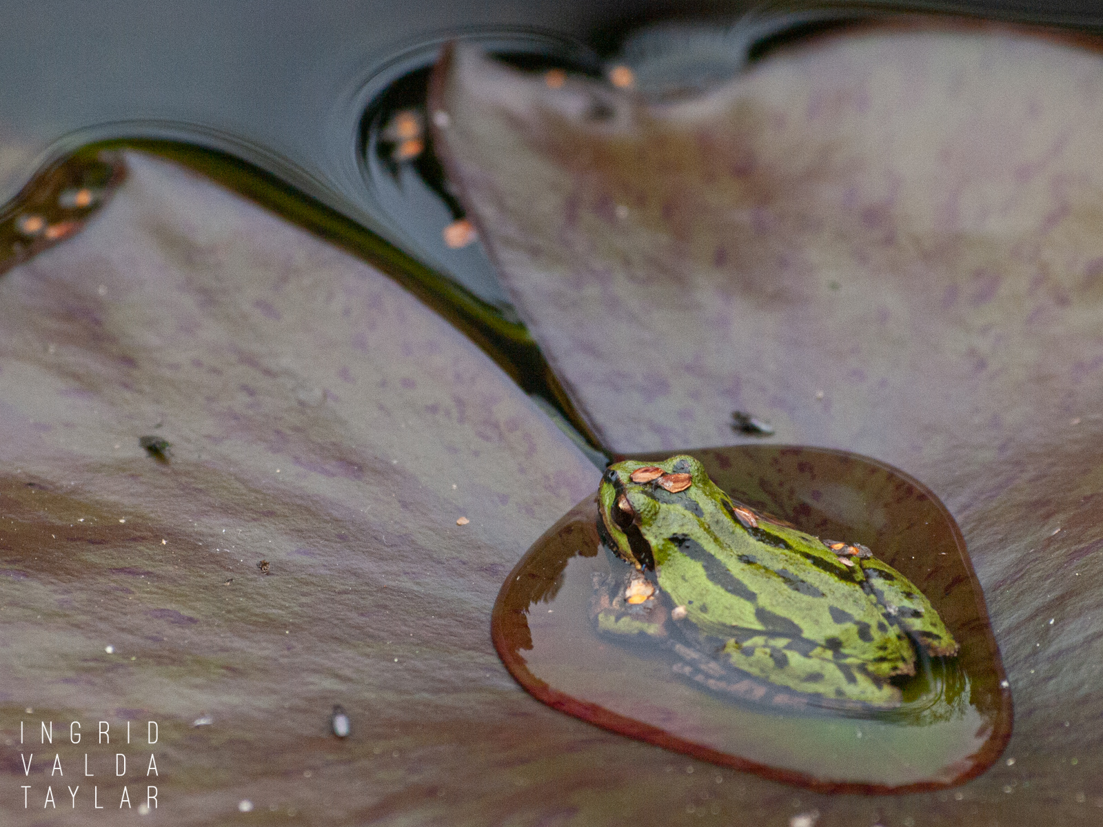 Pacific Chorus Frog in Water Droplet