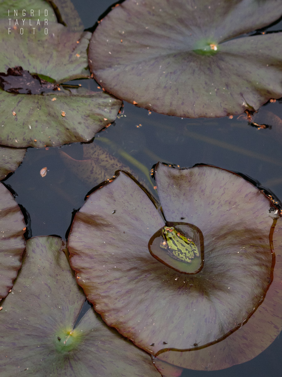 Pacific Chorus Frog in Water Droplet on Lily Pad