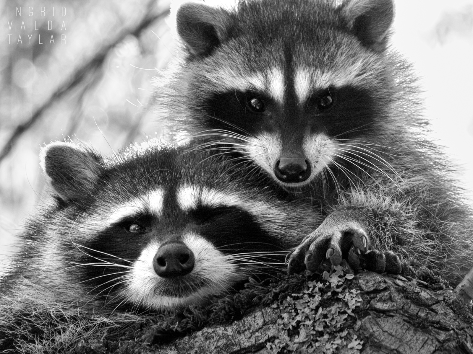 Raccoon Duo in Tree