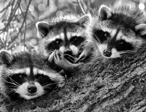Raccoons