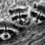 Raccoon Trio in Tree