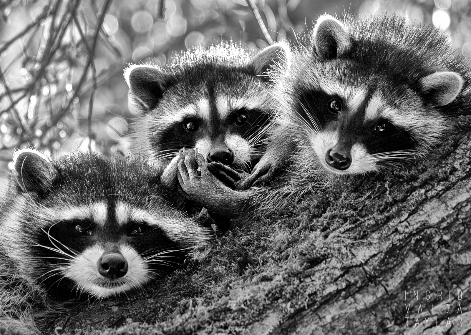 Raccoon Trio in Tree