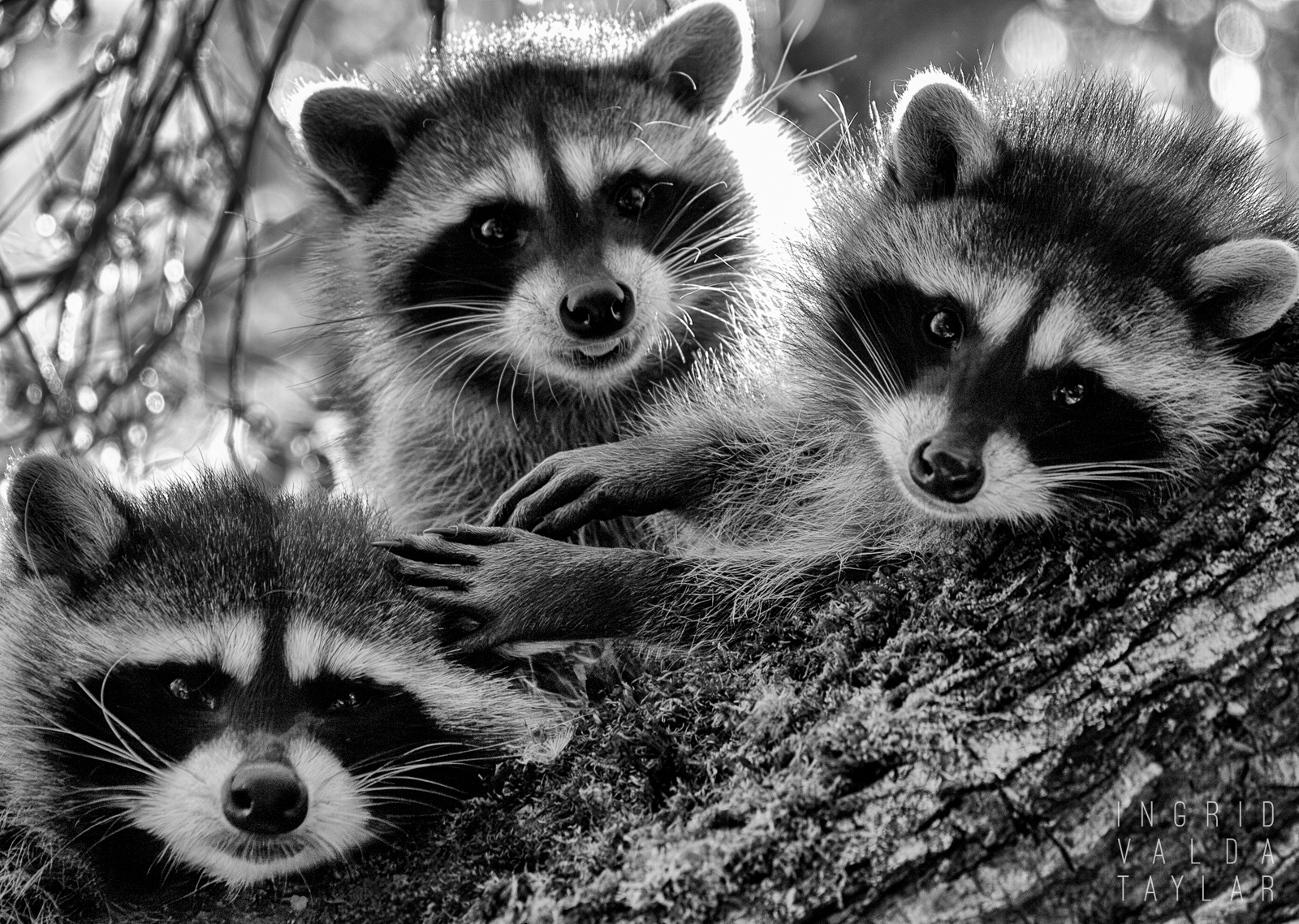 Three Raccoon Kits in Tree