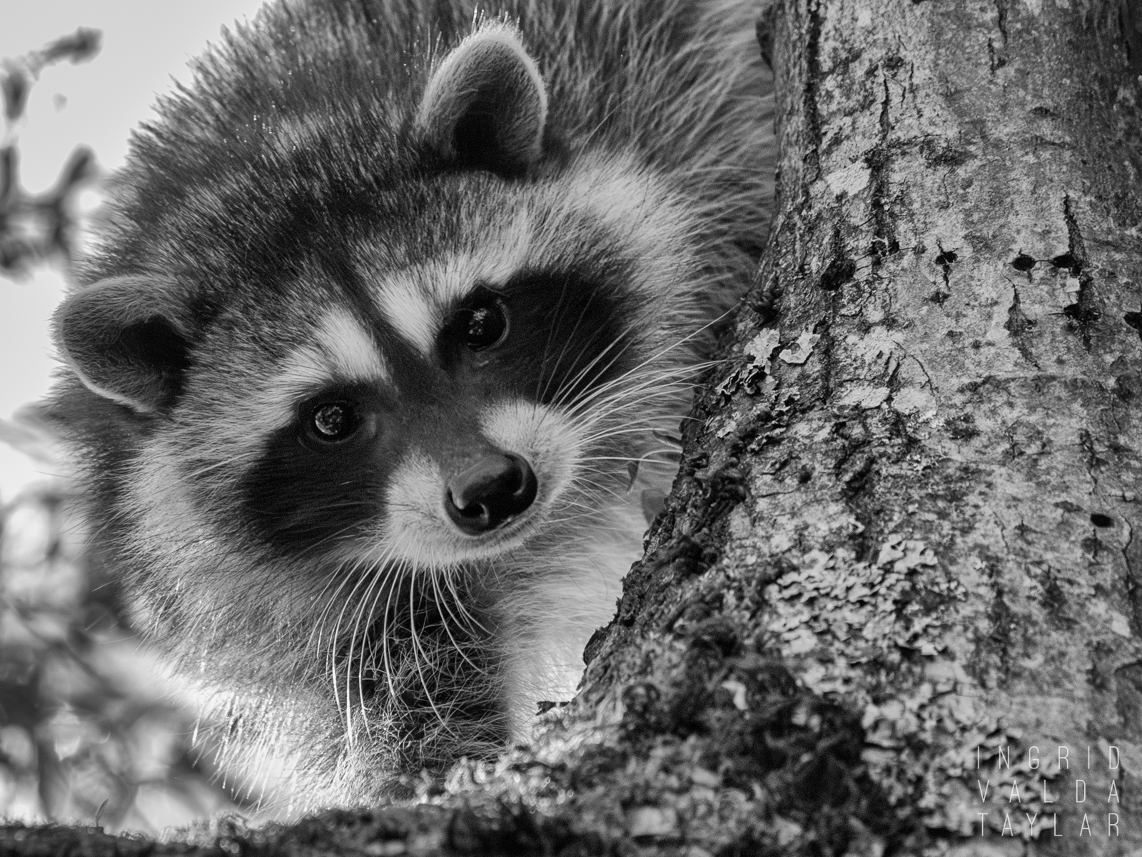 Raccoon in Tree in Seattle