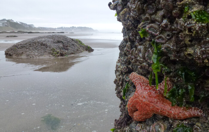 Orange Sea Star on Oregon Coast