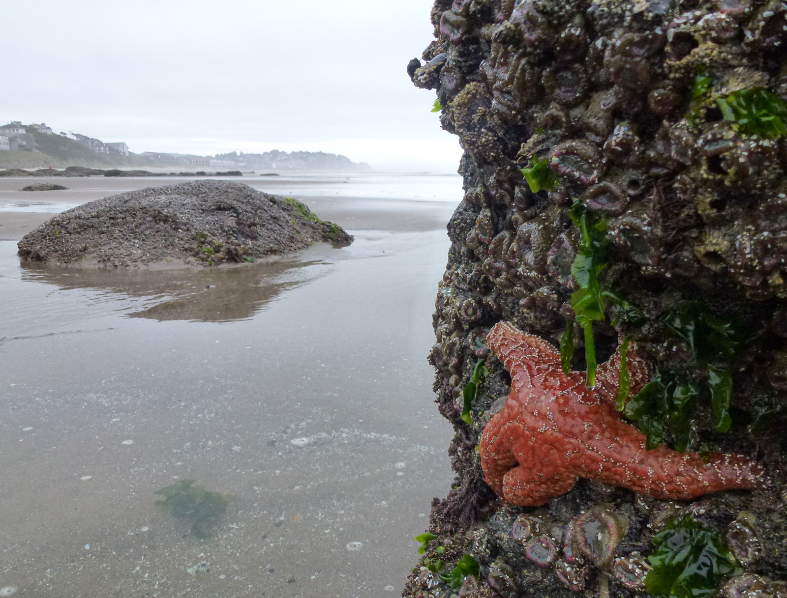 Orange Sea Star on Oregon Coast