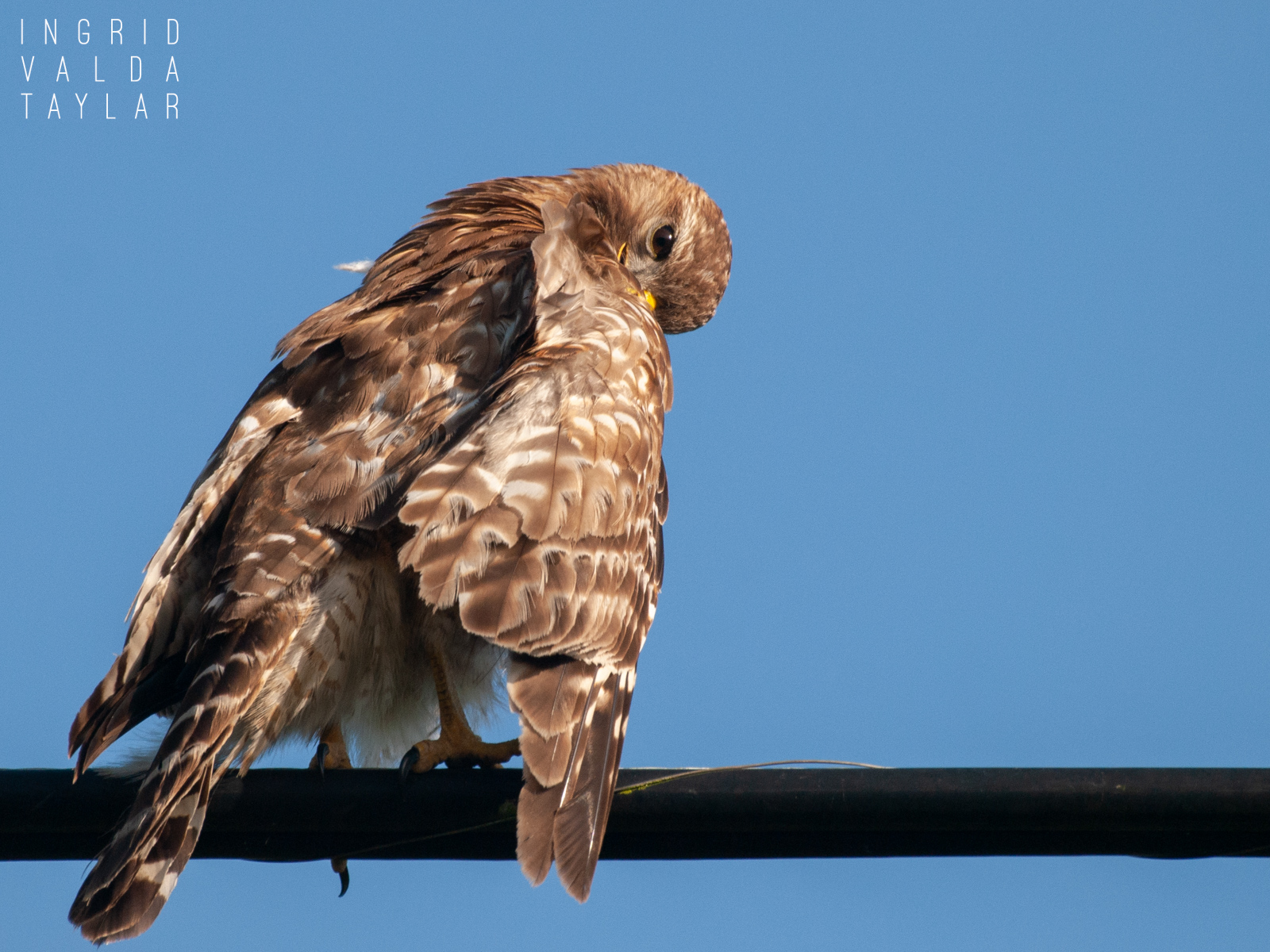 Red-Shouldered Hawk Preening on Utility Wire