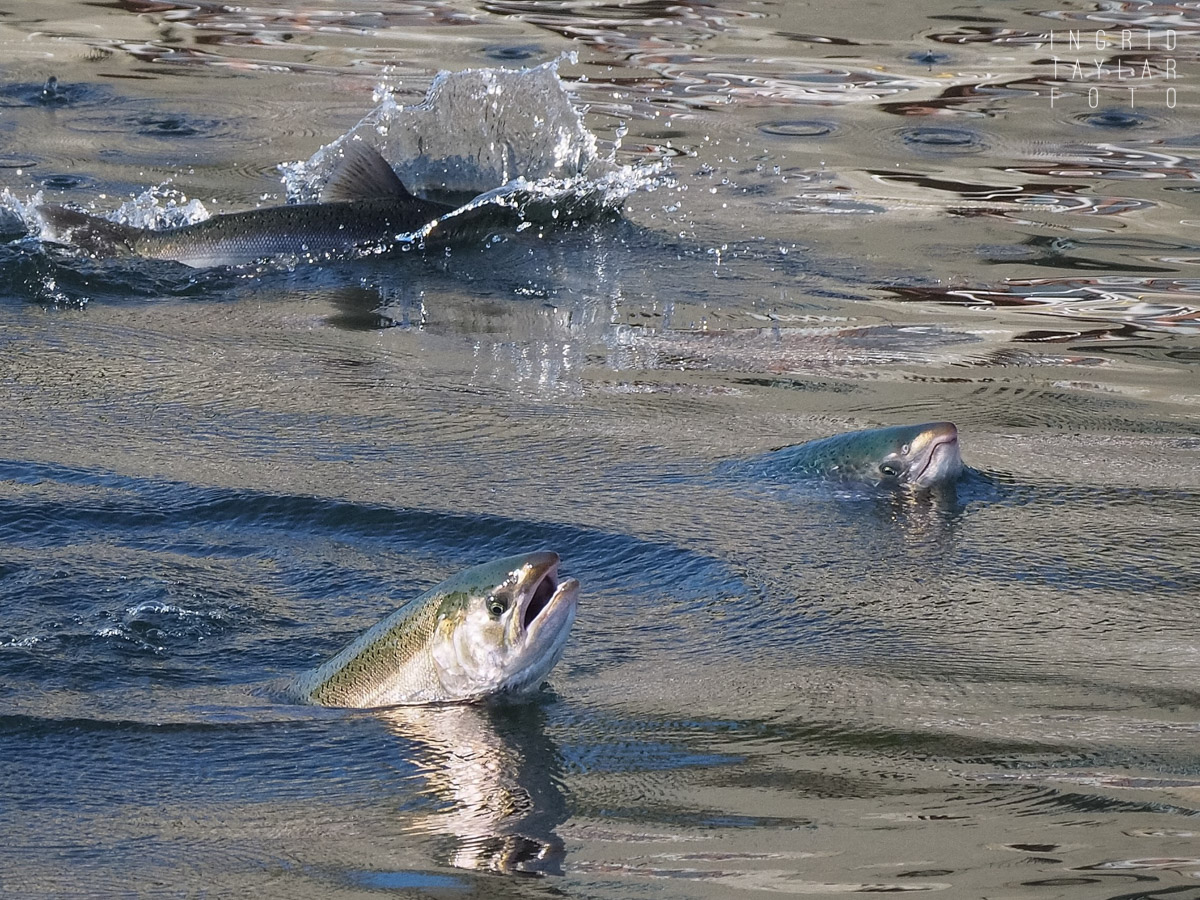 Salmon Jumping at Ballard Locks