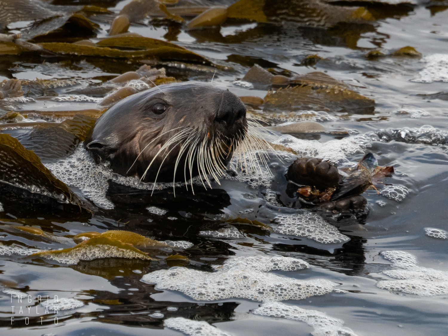 Sea Otter in Kelp Monterey Bay