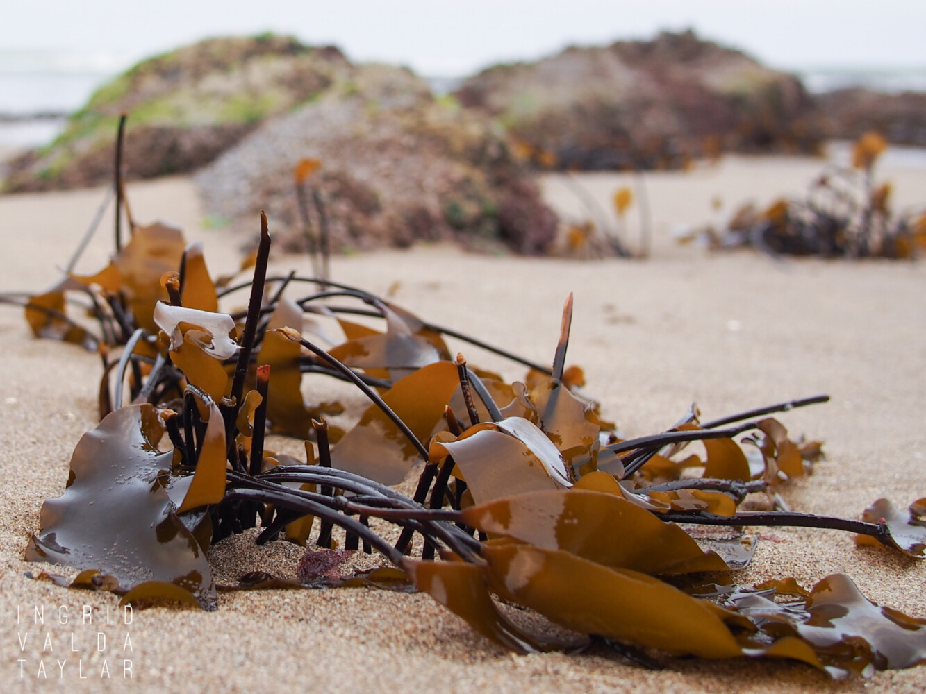 Seaweed on Oregon Coast Seaweed on Oregon Coast