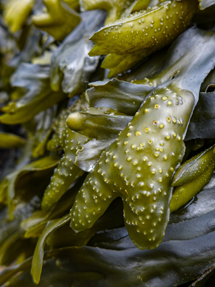 Seaweed on Puget Sound