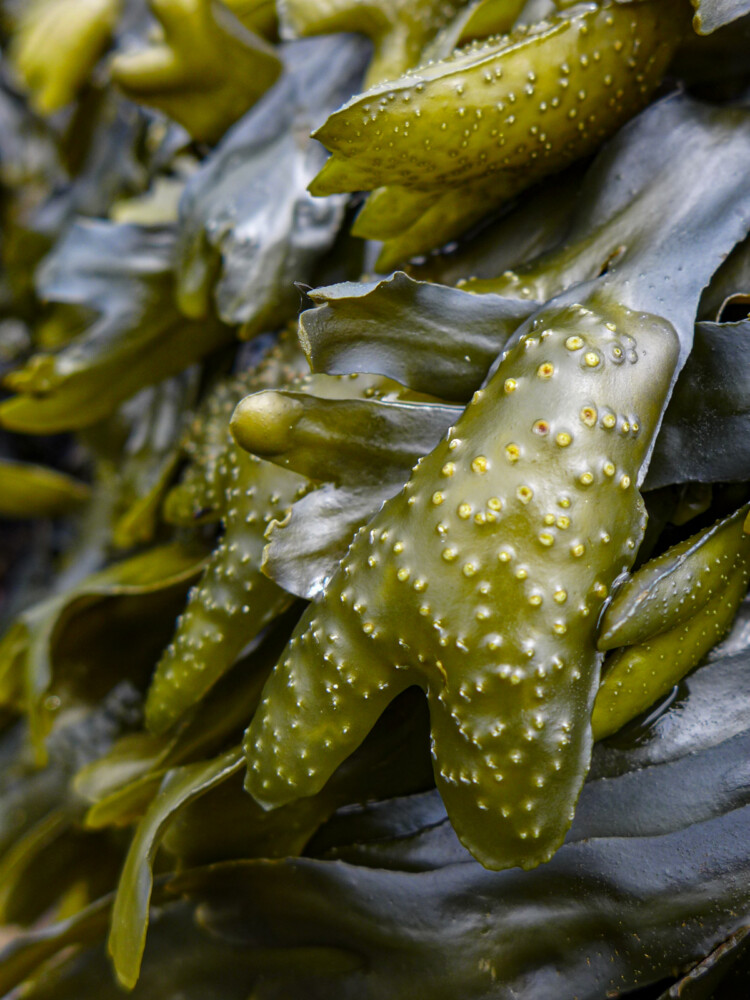 Seaweed on Puget Sound Seaweed on Puget Sound