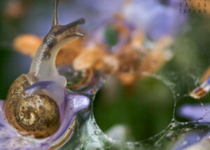 Snail in Morning Dew Swirl