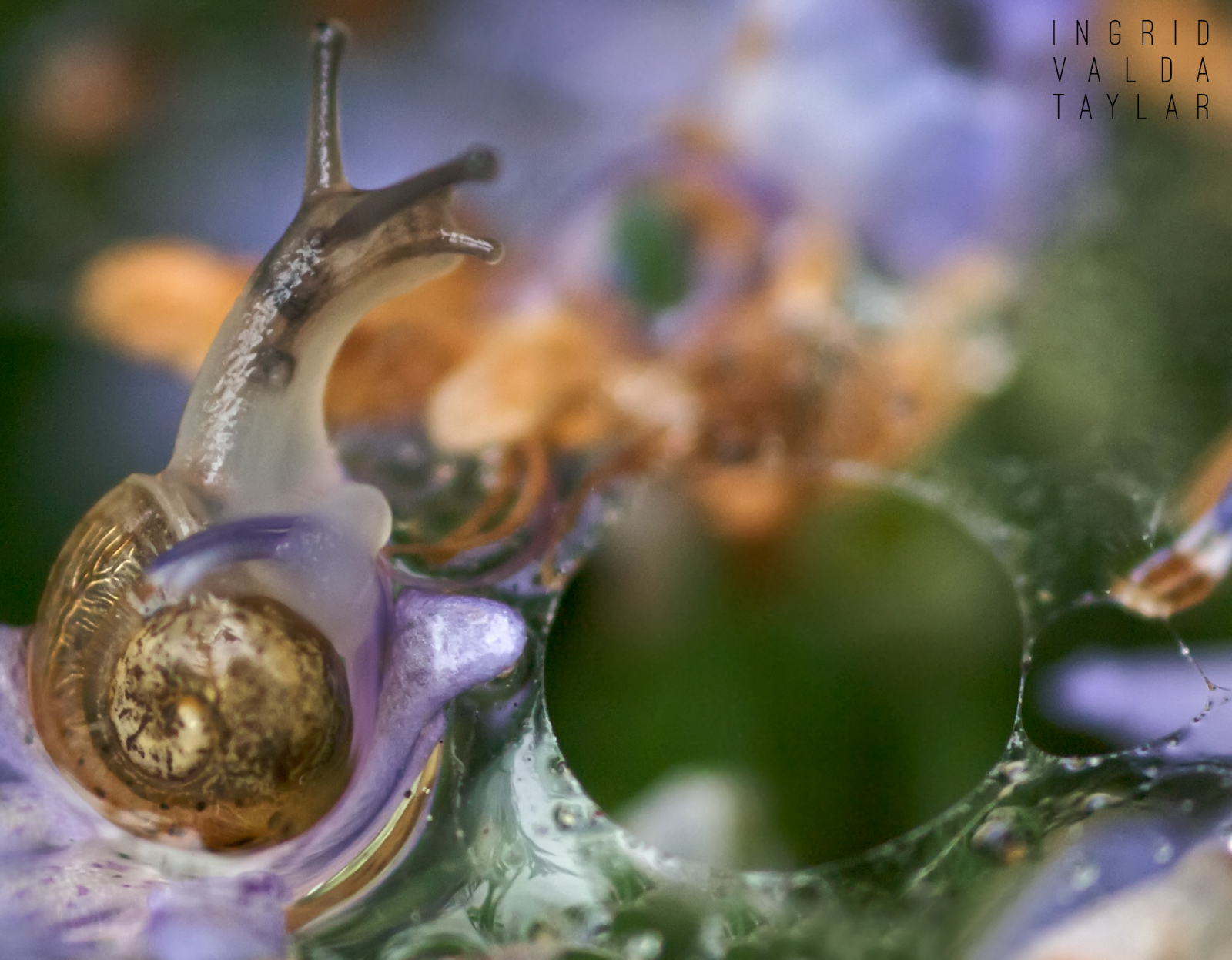 Snail in Morning Dew Swirl