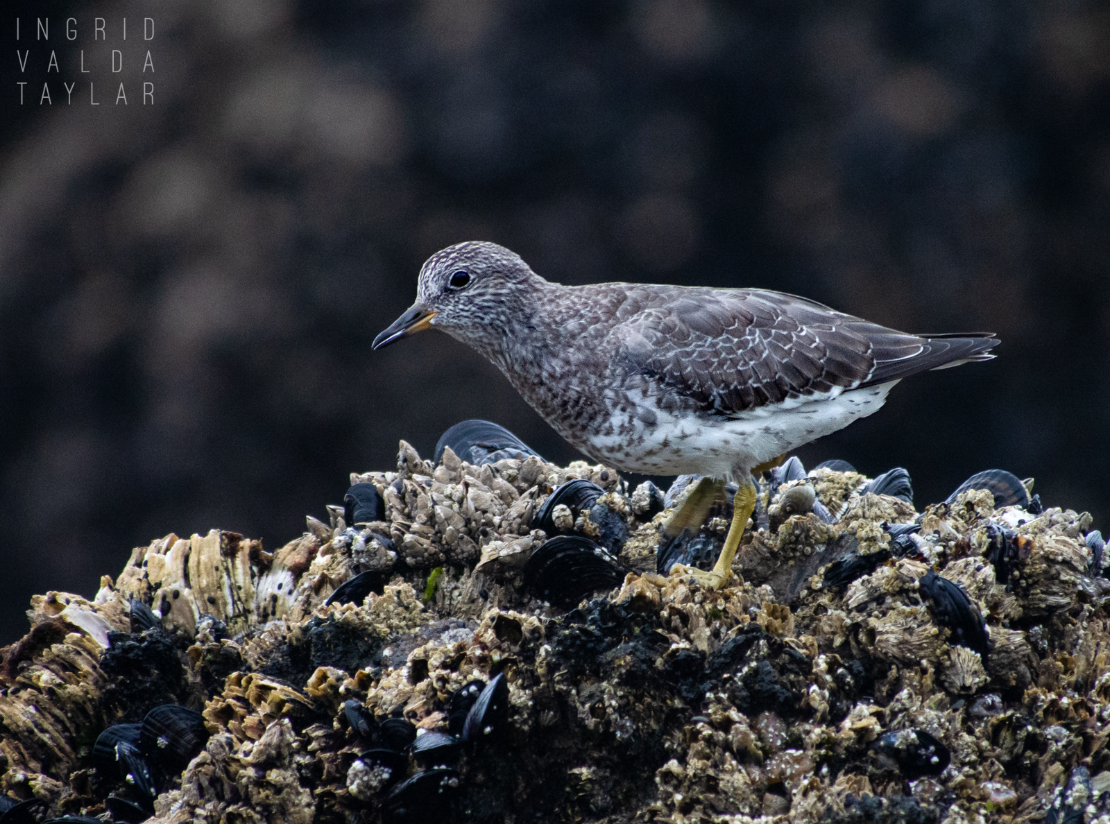 Surfbird Foraging on Oregon Coast