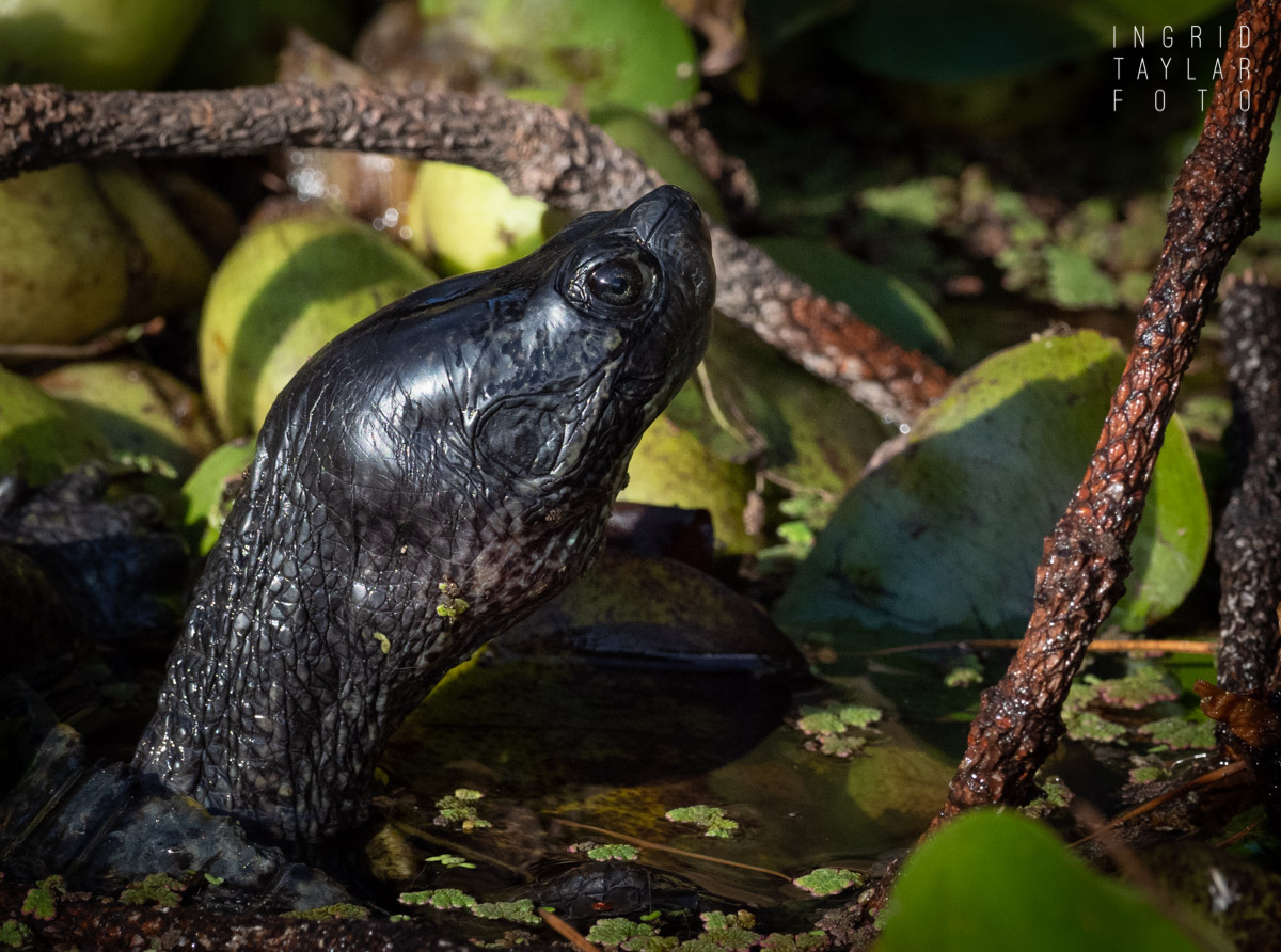 Western Pond Turtle Periscoping