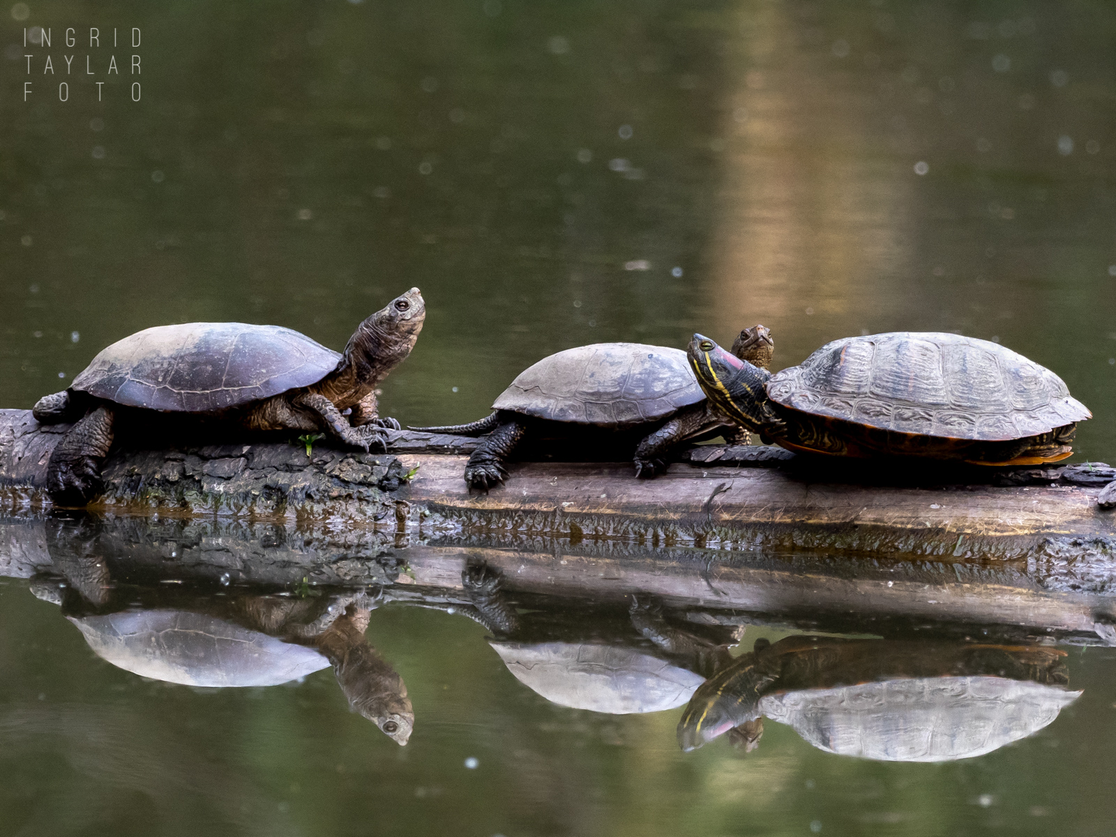 Western Pond Turtles and Red-Eared Slider