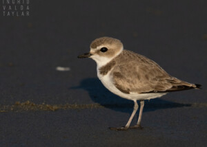 Western Snowy Plover in San Francisco