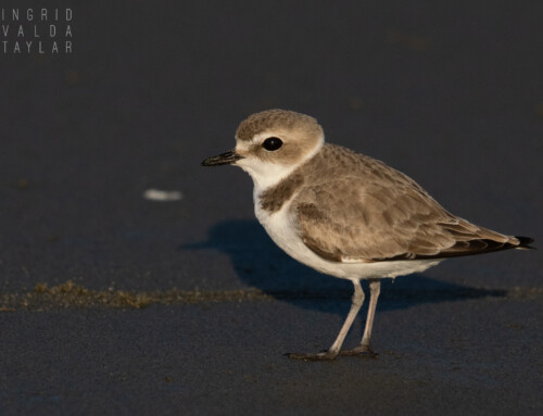 Shorebirds – Plovers